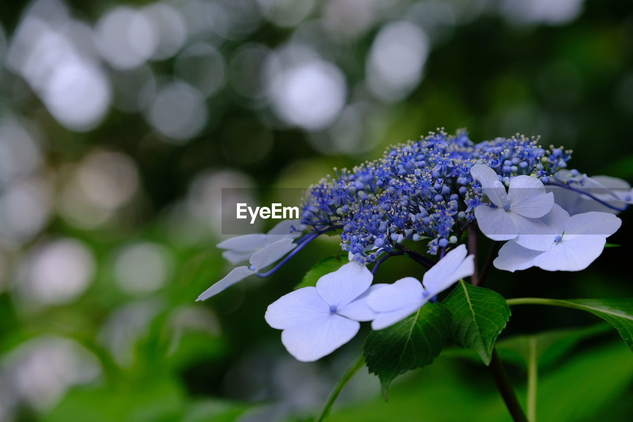 Close-up of purple flowers blooming