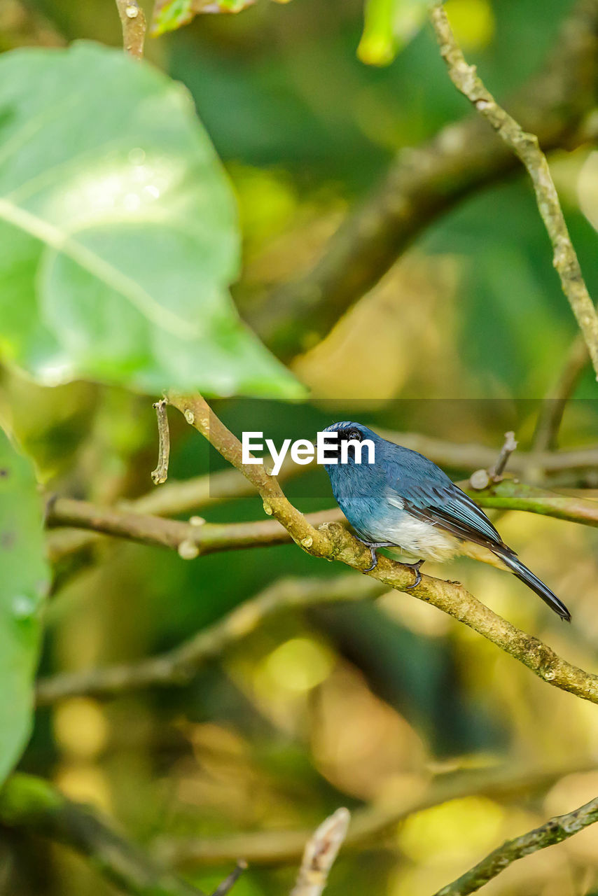 CLOSE-UP OF BIRD PERCHING ON A BRANCH