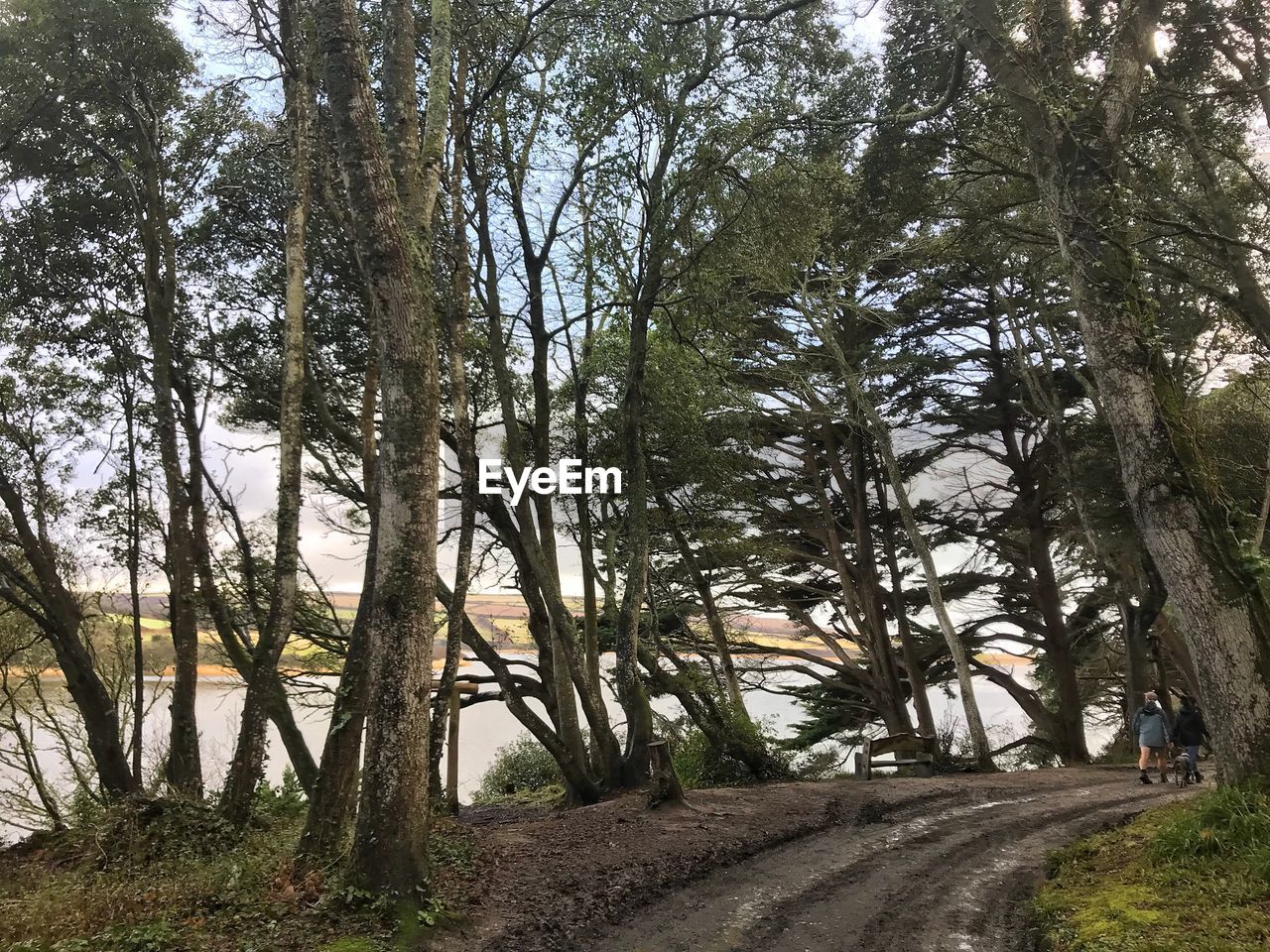 VIEW OF TREES IN FOREST