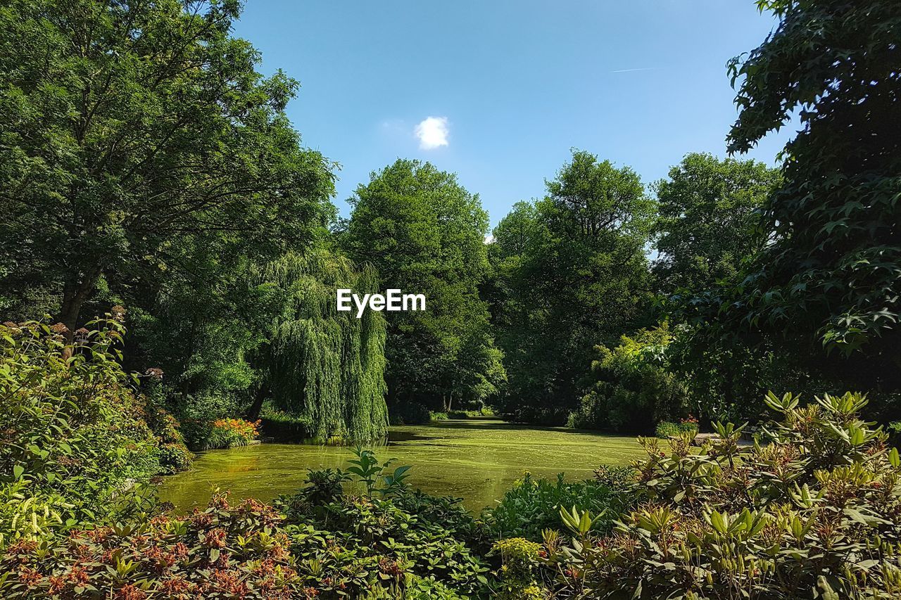 TREES AND PLANTS GROWING IN FOREST