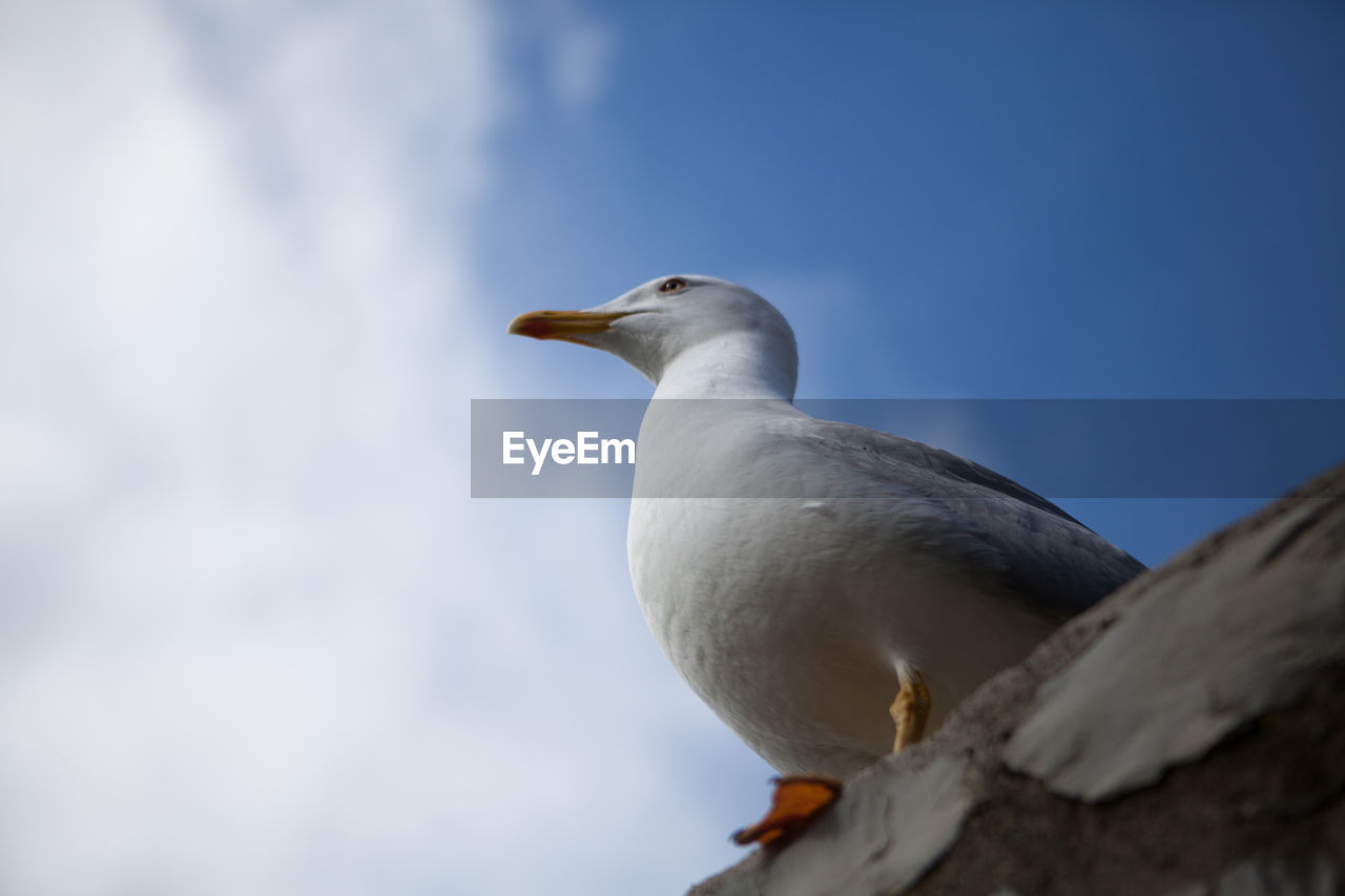 CLOSE-UP OF SEAGULL PERCHING ON WOOD