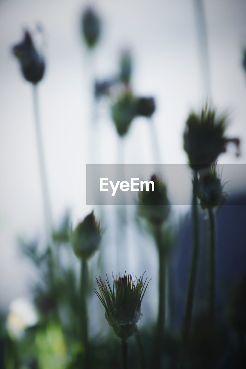 Flowers,Plants & Garden Art Backlit Beauty In Nature Close-up Day Flower Flower Head Flowering Plant Flowers Focus On Foreground Fragility Freshness Garden Growth Nature No People Outdoors Plant Plant Stem Selective Focus Sepal Vulnerability