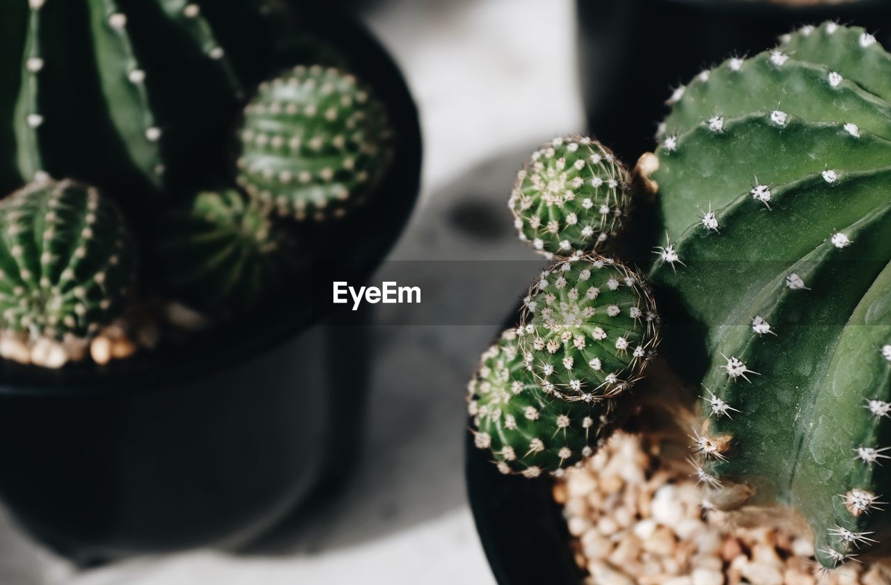 Close up of the cactus in the tree shop