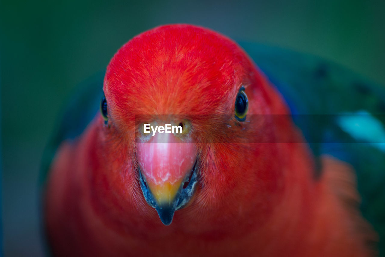 Close-up of a parrot