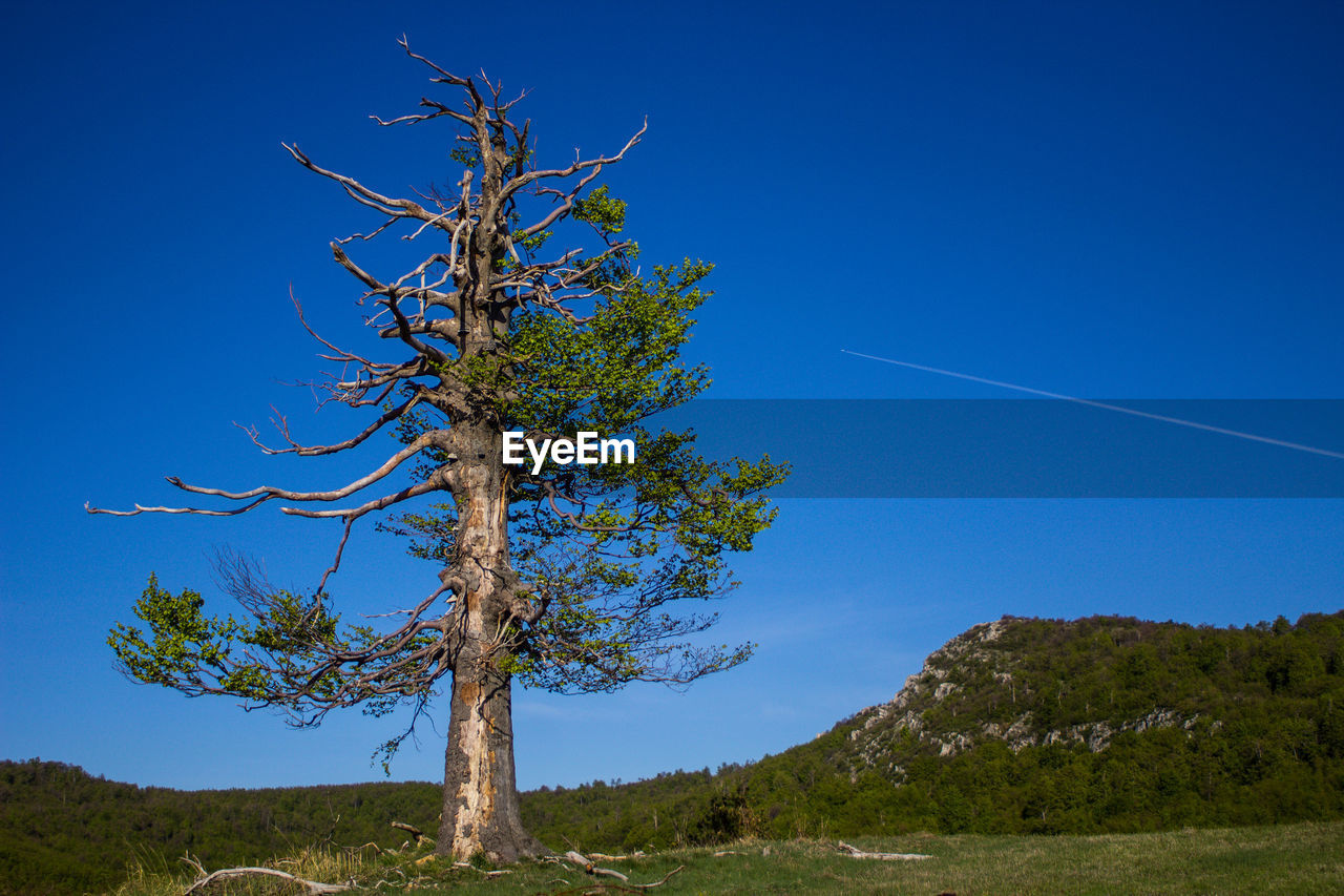 Tree against clear blue sky