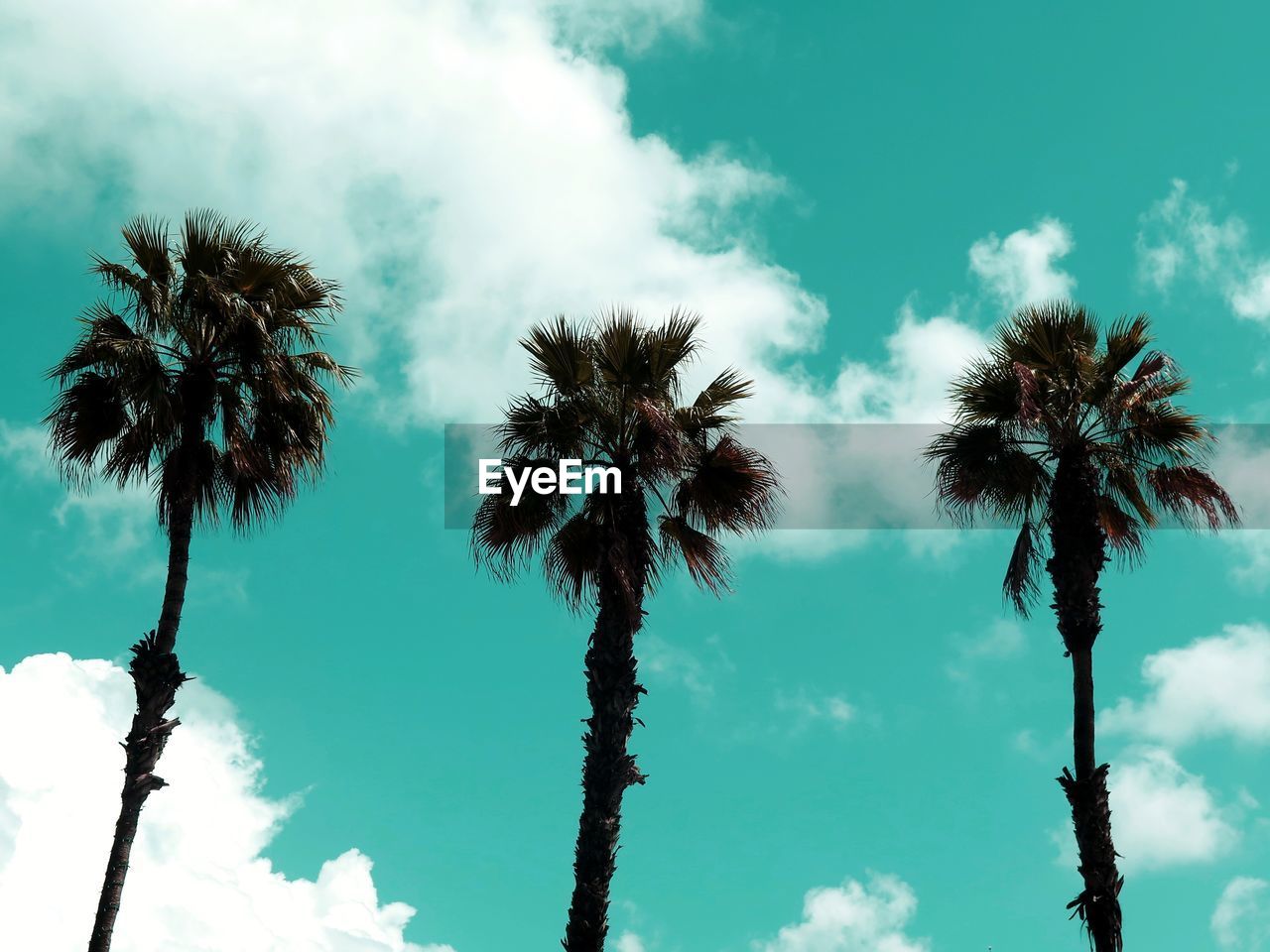 LOW ANGLE VIEW OF PALM TREE AGAINST SKY