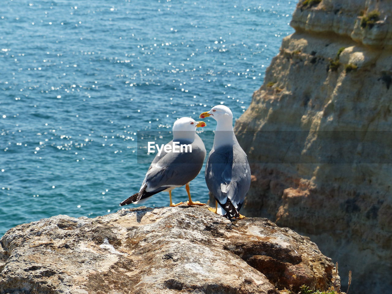 Seagulls perching on rock by sea