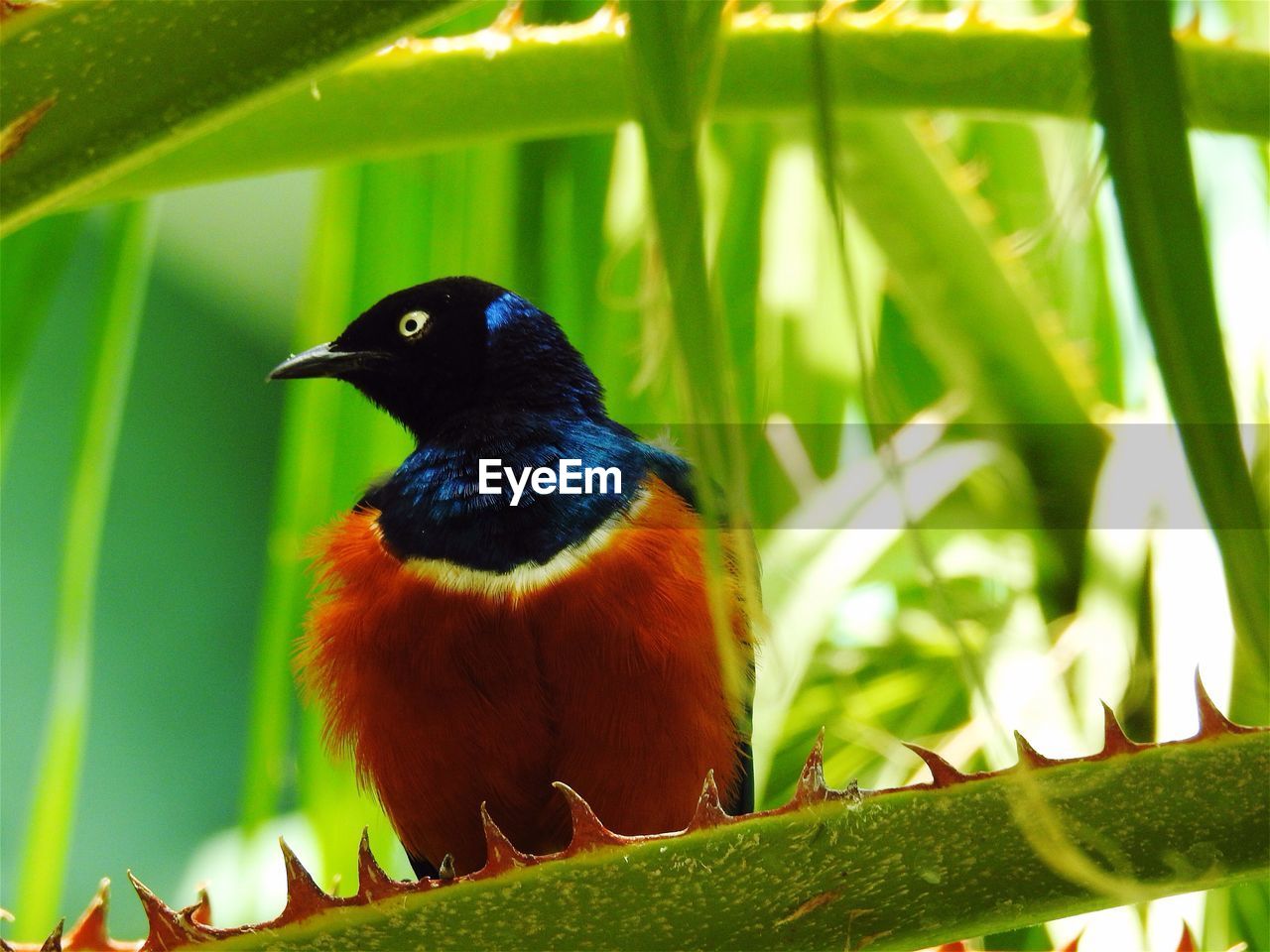 CLOSE-UP OF SPARROW PERCHING ON LEAF