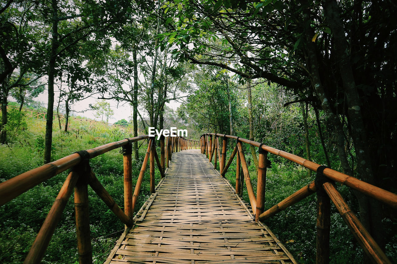 View of footbridge in forest