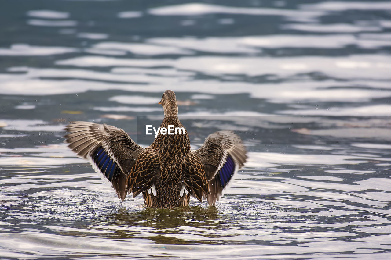 Close up of a rear view of a duck in a lake spreading its wings.