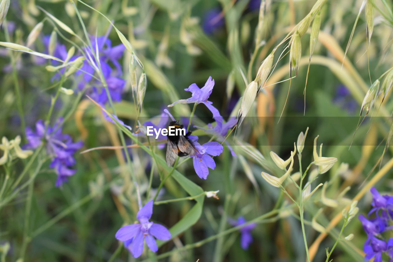 CLOSE-UP OF BEE POLLINATING ON PURPLE FLOWERING PLANTS