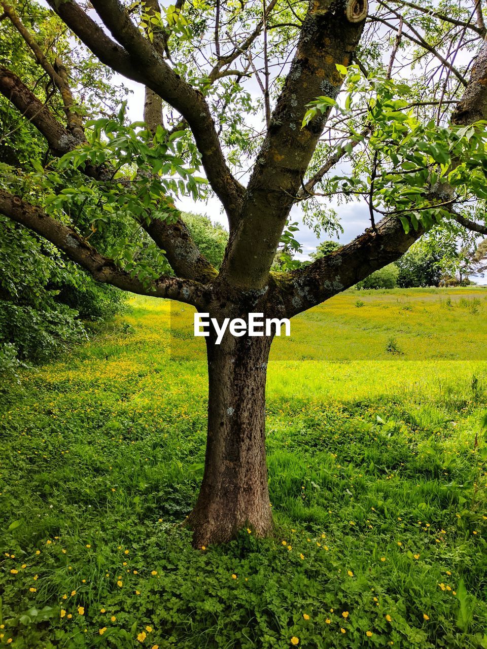 TREE IN FIELD