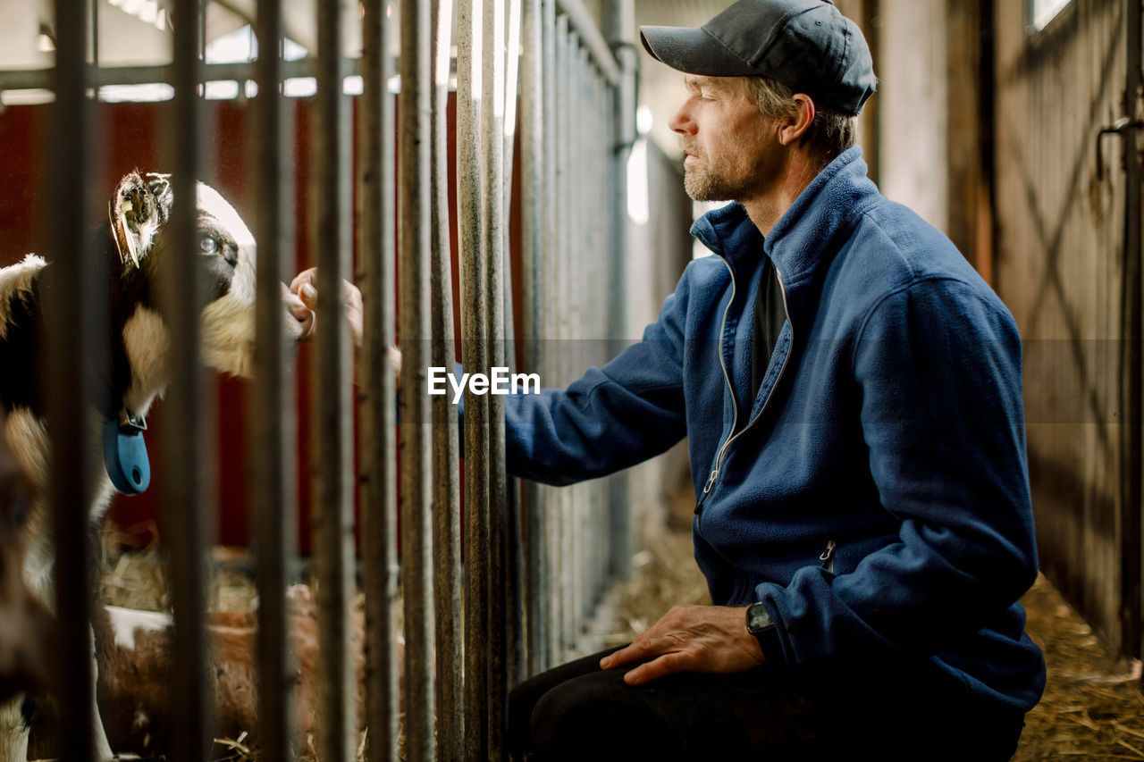 Farmer wearing cap examining calf at cattle farm