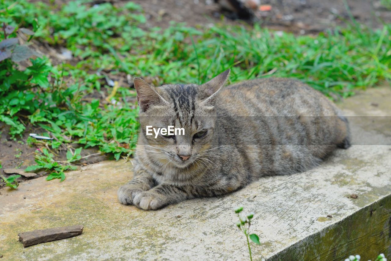 close-up of cat sitting on field