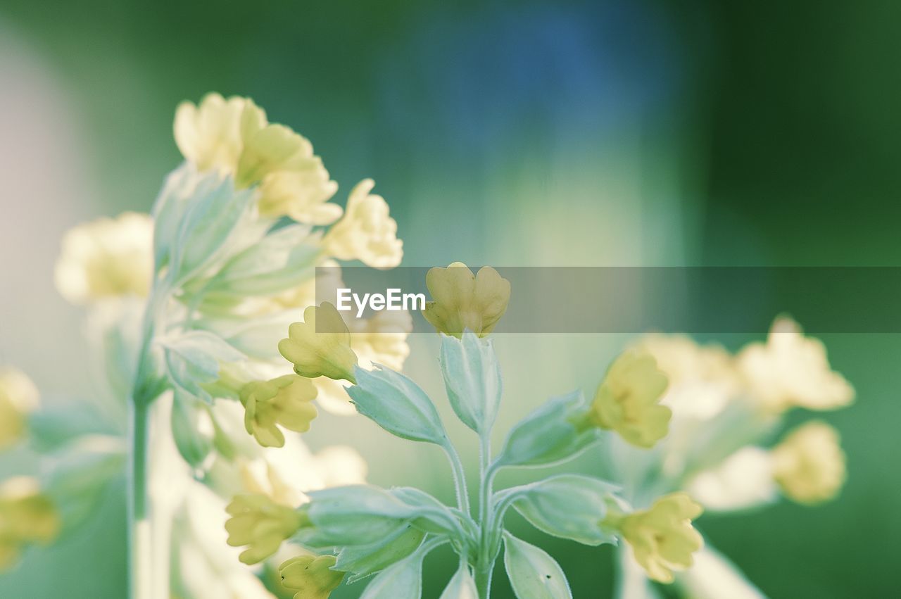 CLOSE-UP OF WHITE FLOWERS ON PLANT