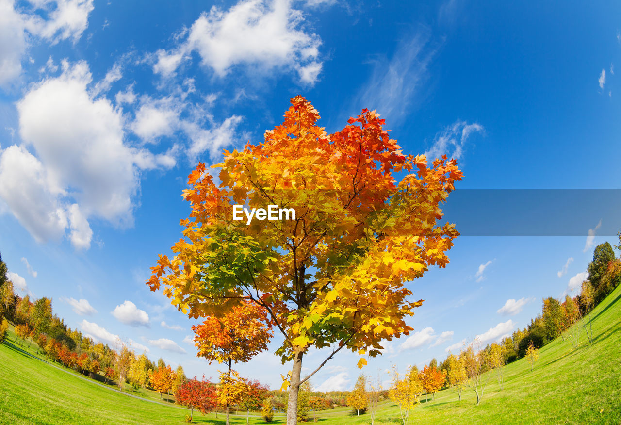 MAPLE TREE ON FIELD AGAINST SKY