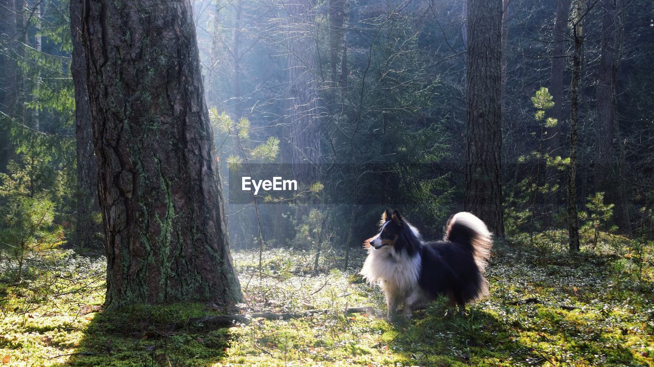 VIEW OF A DOG IN FOREST