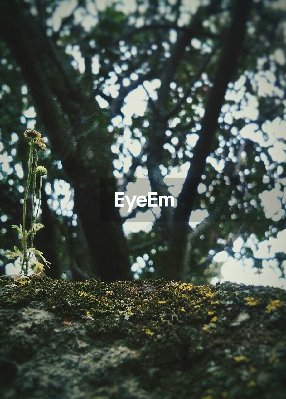 CLOSE-UP OF TREE BRANCHES