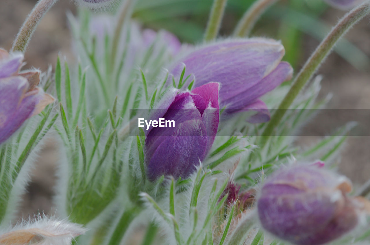 CLOSE-UP OF FRESH PURPLE CROCUS FLOWER