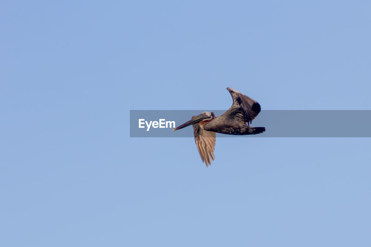 LOW ANGLE VIEW OF BIRD FLYING