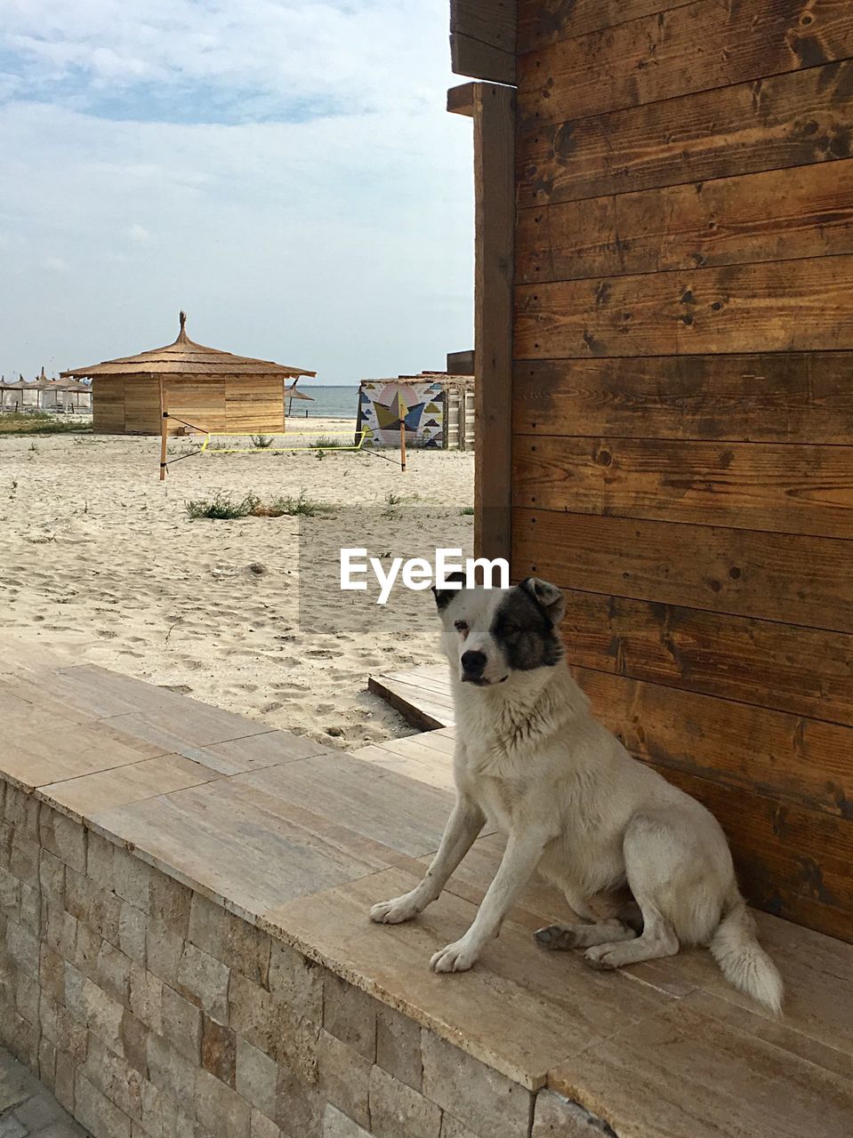 DOG RELAXING ON WOOD AGAINST SKY