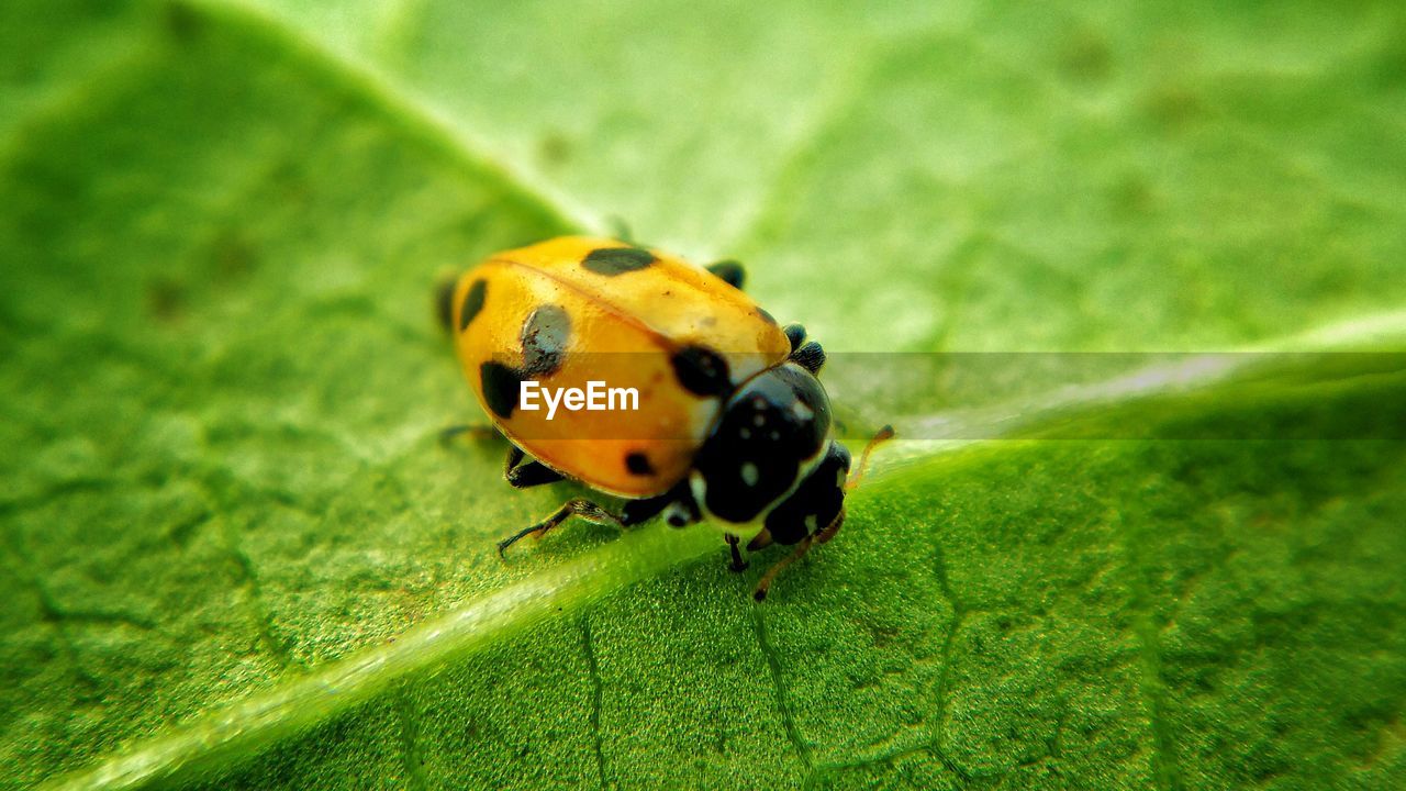 Close-up of ladybug on leaf