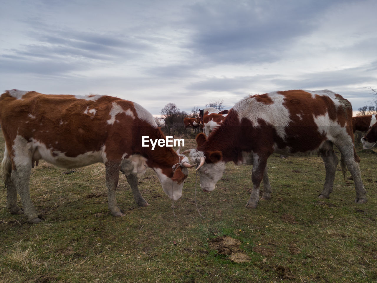 Cows in a field