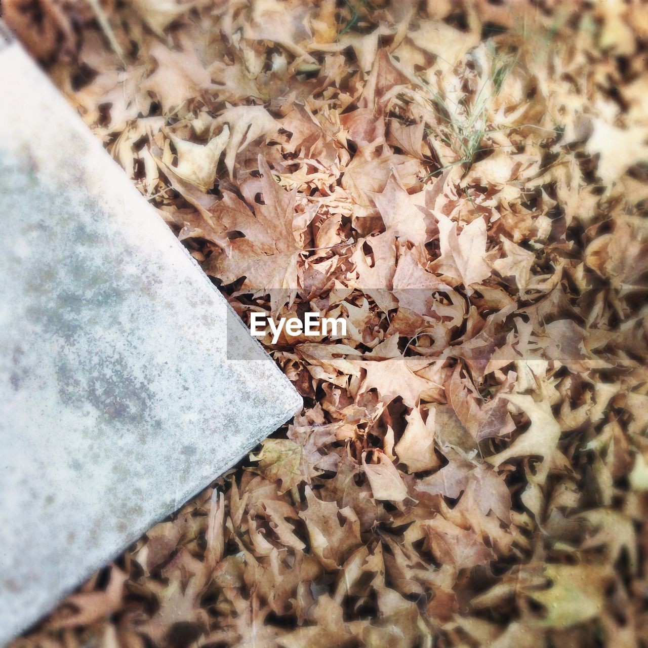 High angle view of dry leaves outdoors