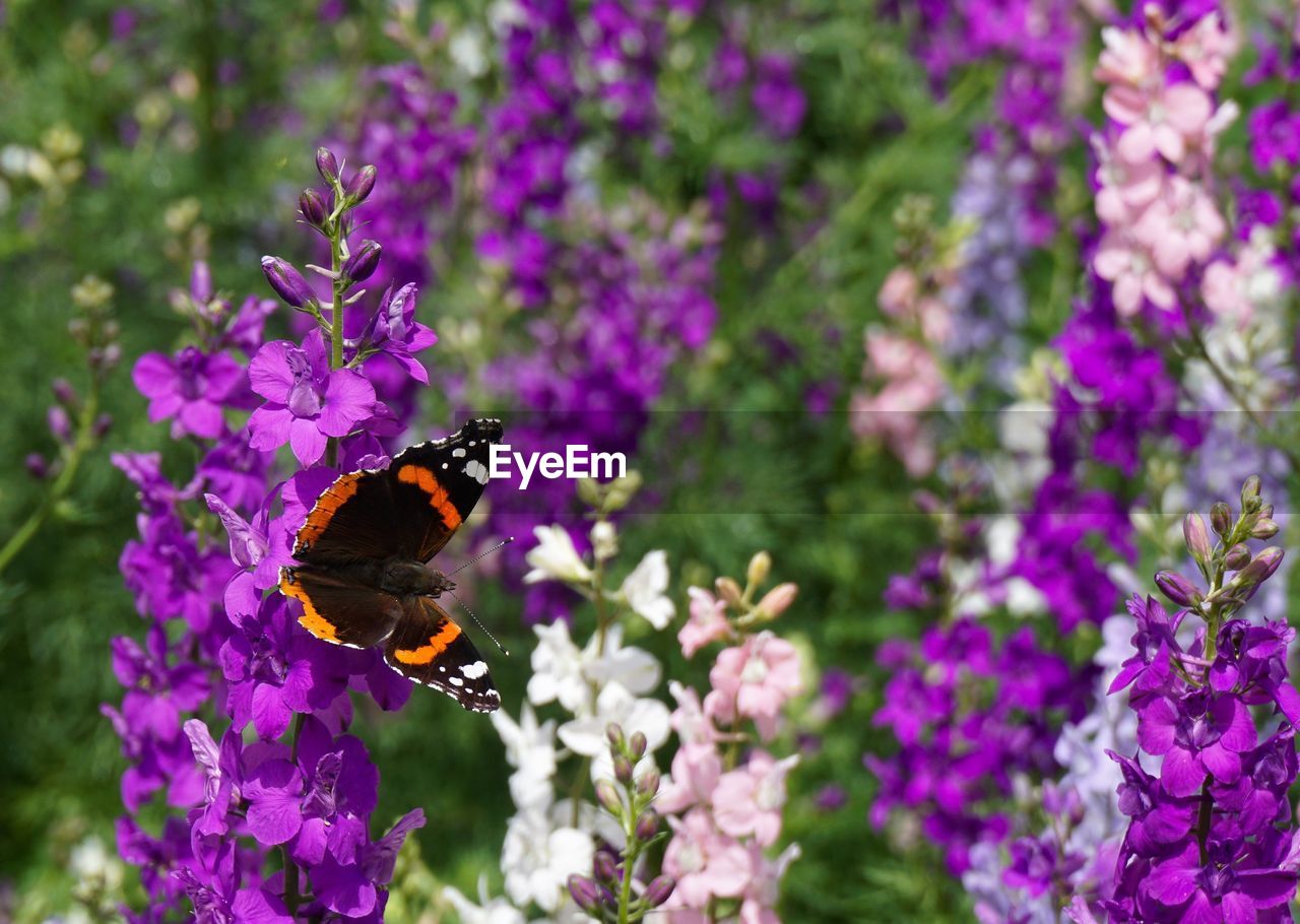 BUTTERFLY POLLINATING FLOWER