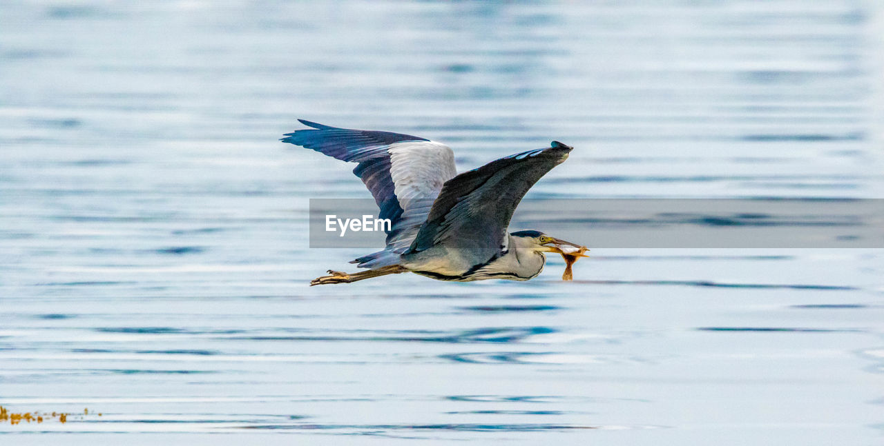 VIEW OF BIRD FLYING OVER SEA