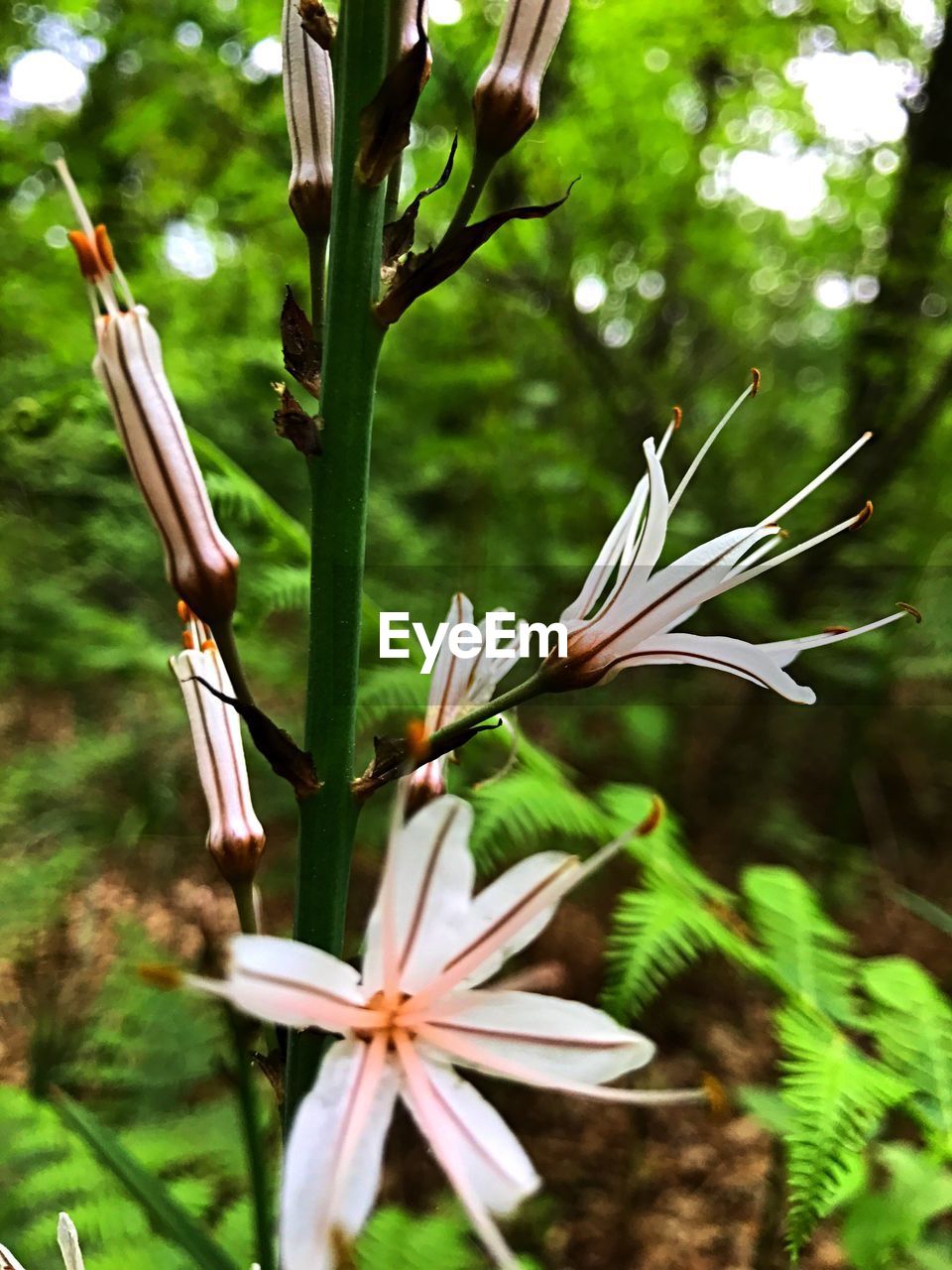 CLOSE-UP OF PLANTS