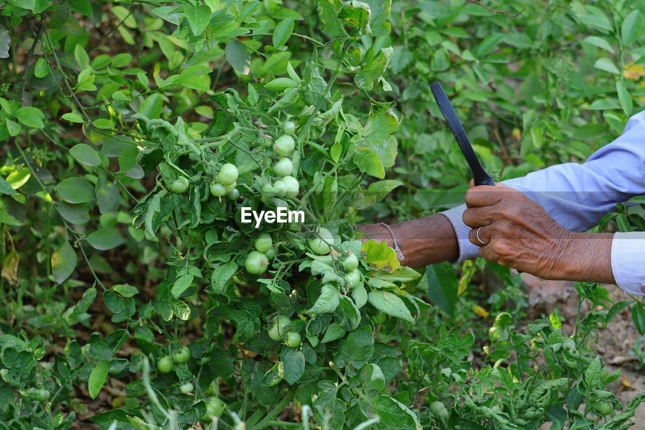 Farmer checking or watching green tomato on plant by lens, gardening concept