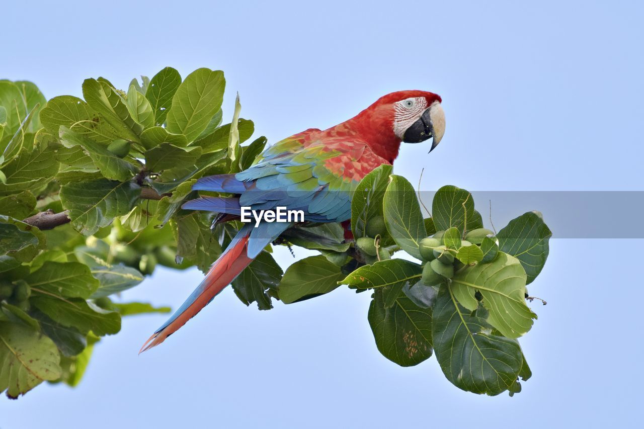 Low angle view of bird perching on plant