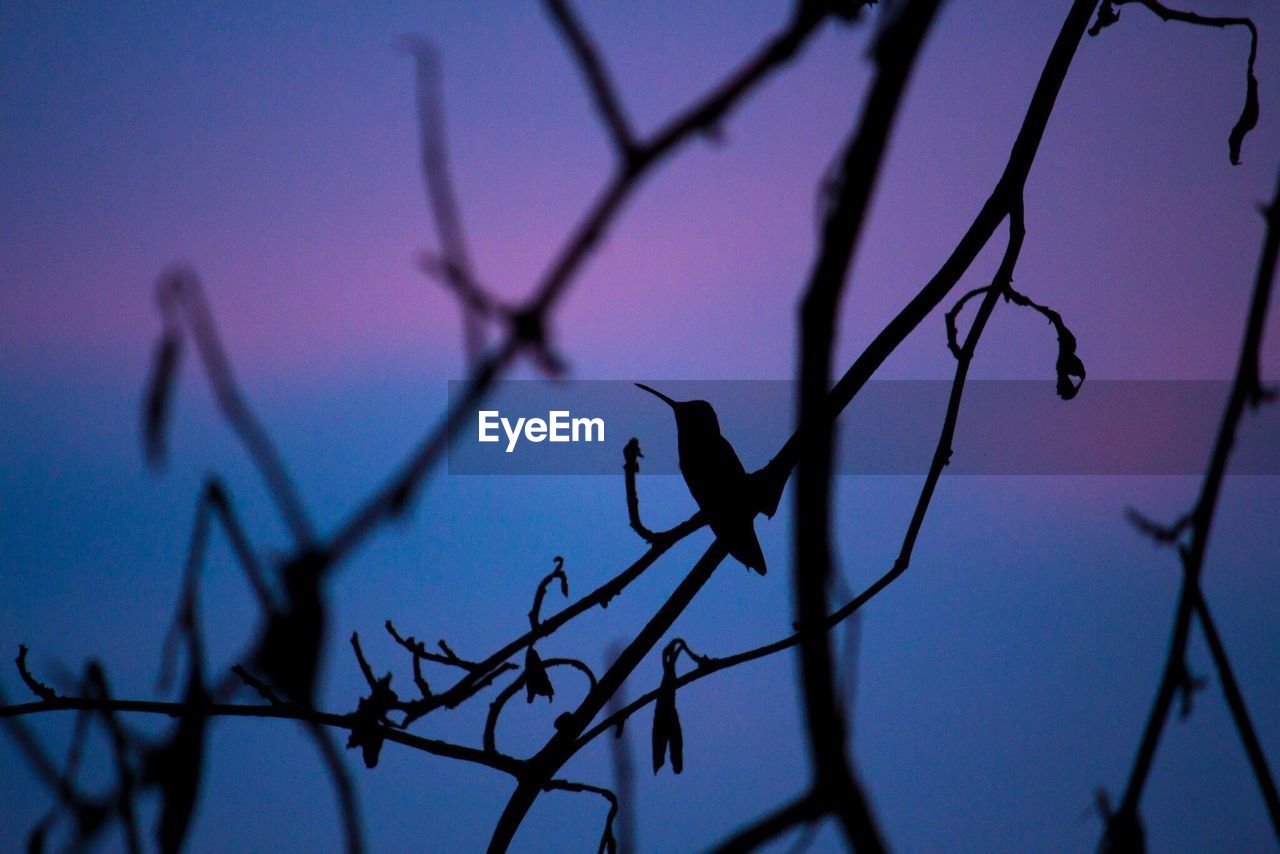 Low angle view of silhouette bird perching on branch against sky