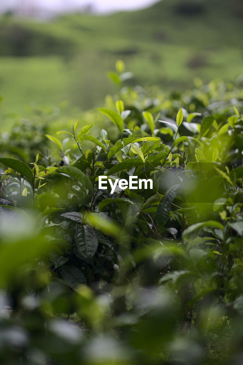 Close-up of tea plant