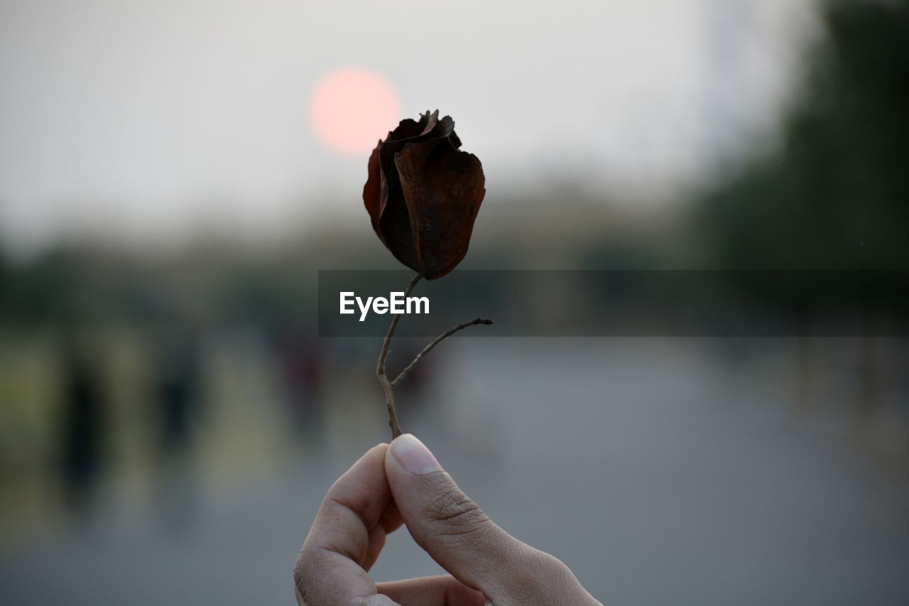 CLOSE-UP OF HUMAN HAND HOLDING PLANT