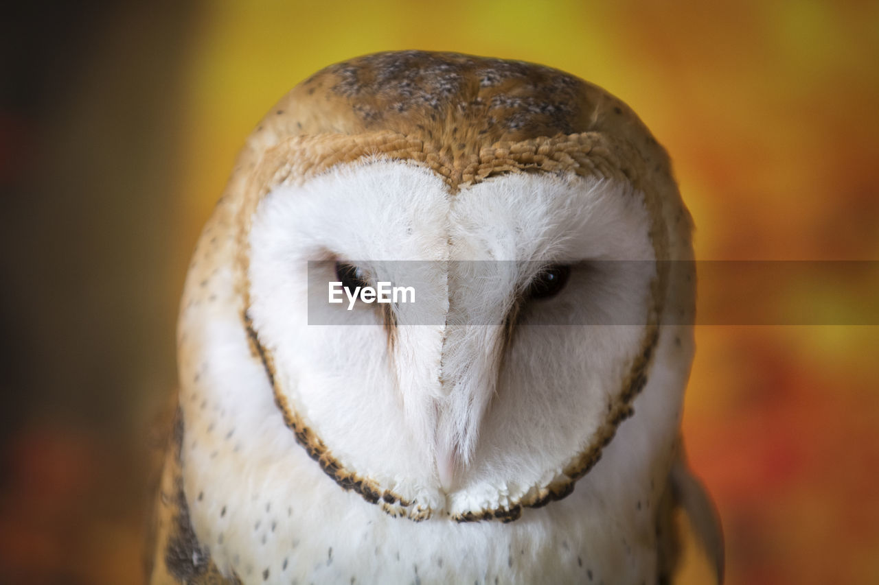 Close-up portrait of a barn owl