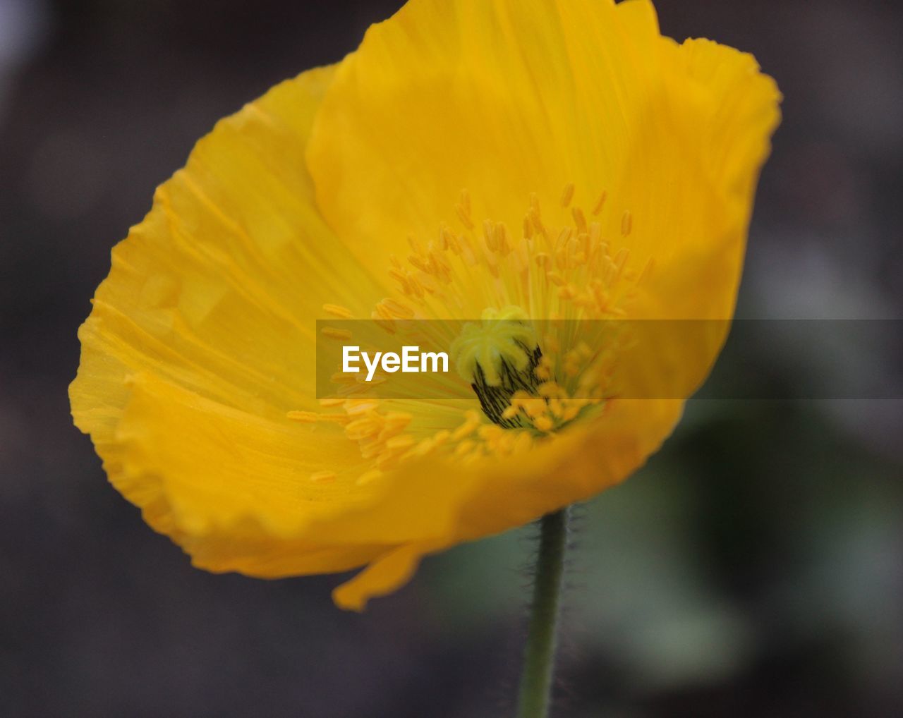 Close-up of yellow california poppy blooming outdoors
