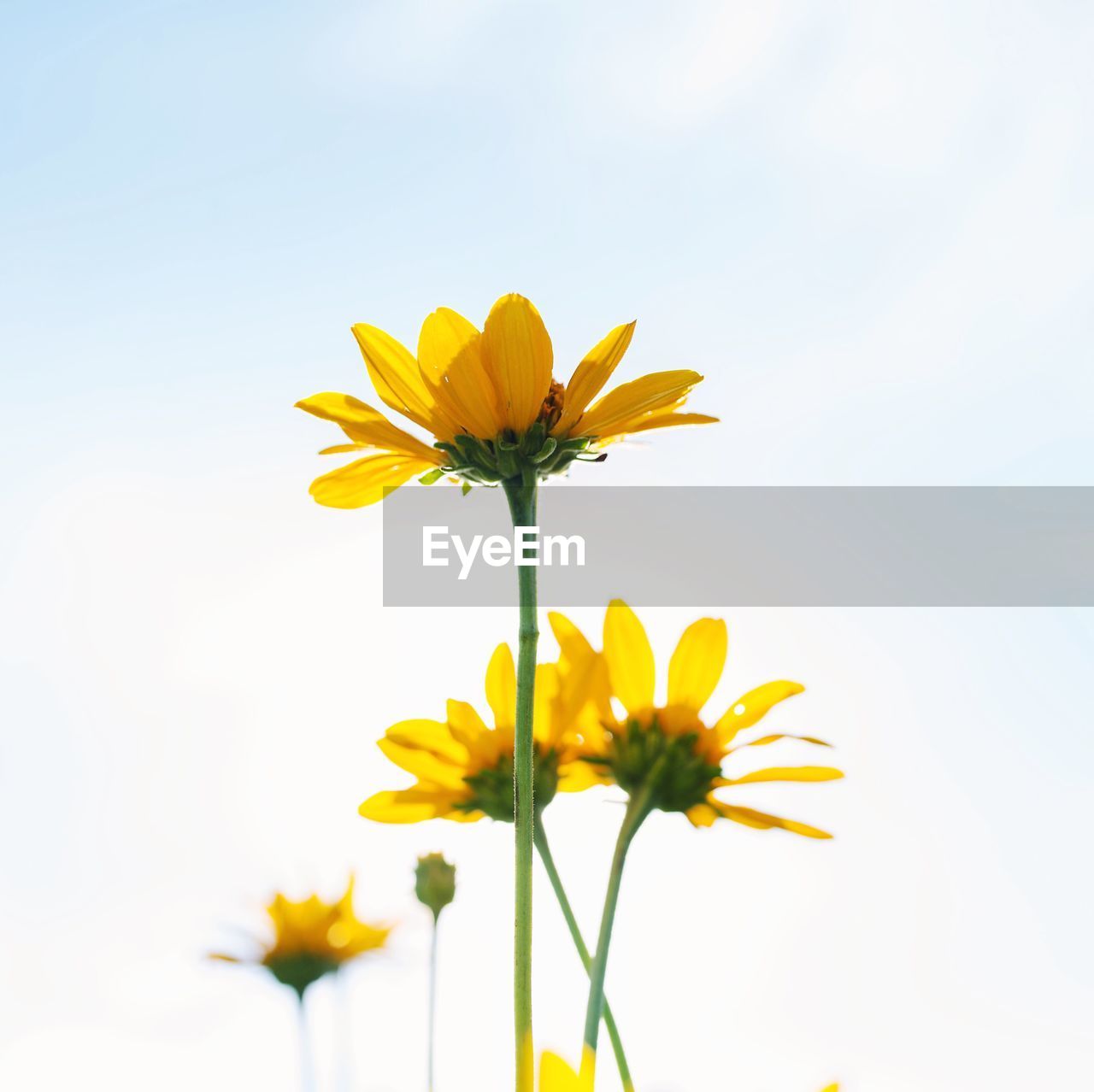 Close-up of yellow cosmos blooming against clear sky