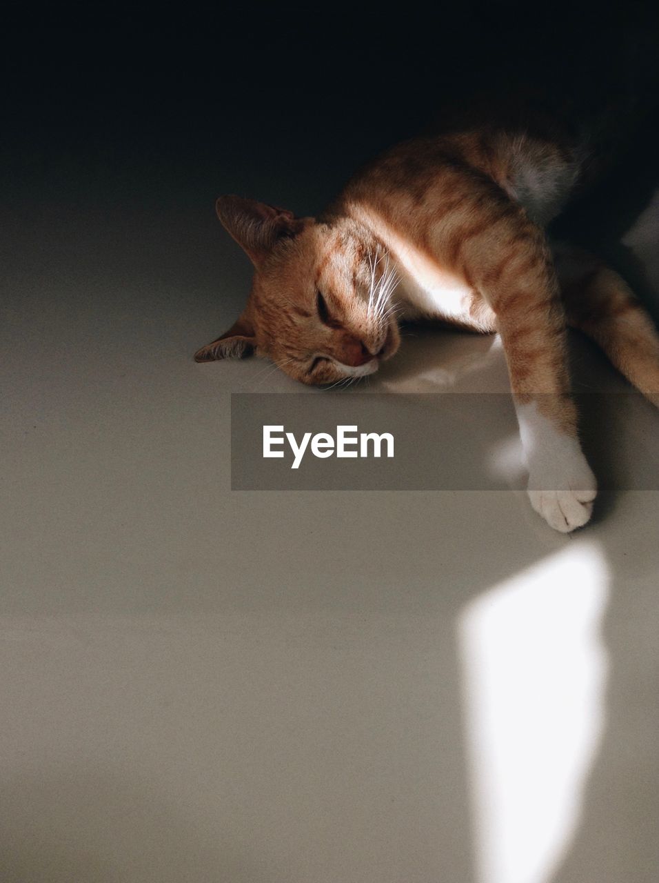 CLOSE-UP OF A CAT RESTING