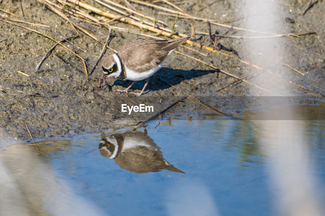 HIGH ANGLE VIEW OF BIRD ON PUDDLE