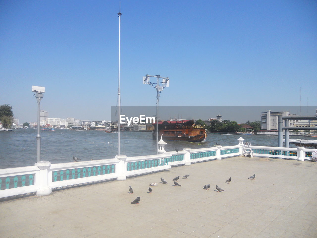 BIRDS BY THE SEA AGAINST CLEAR SKY