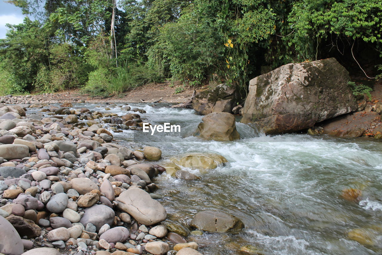 Scenic view of rocks in forest