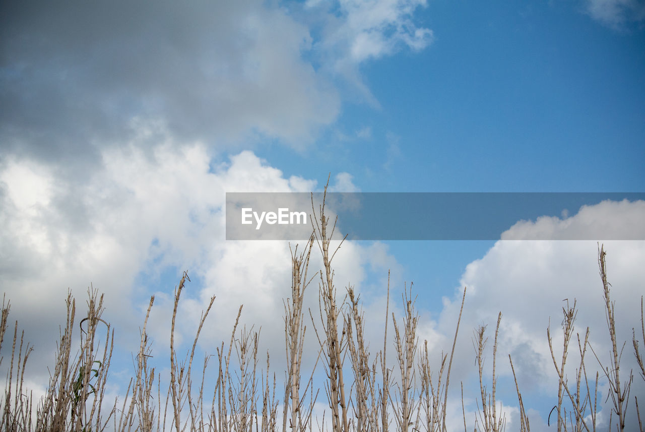 Low angle view of cloudy sky