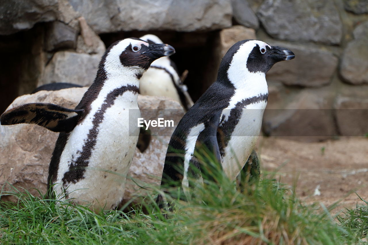 High angle view of penguins on field