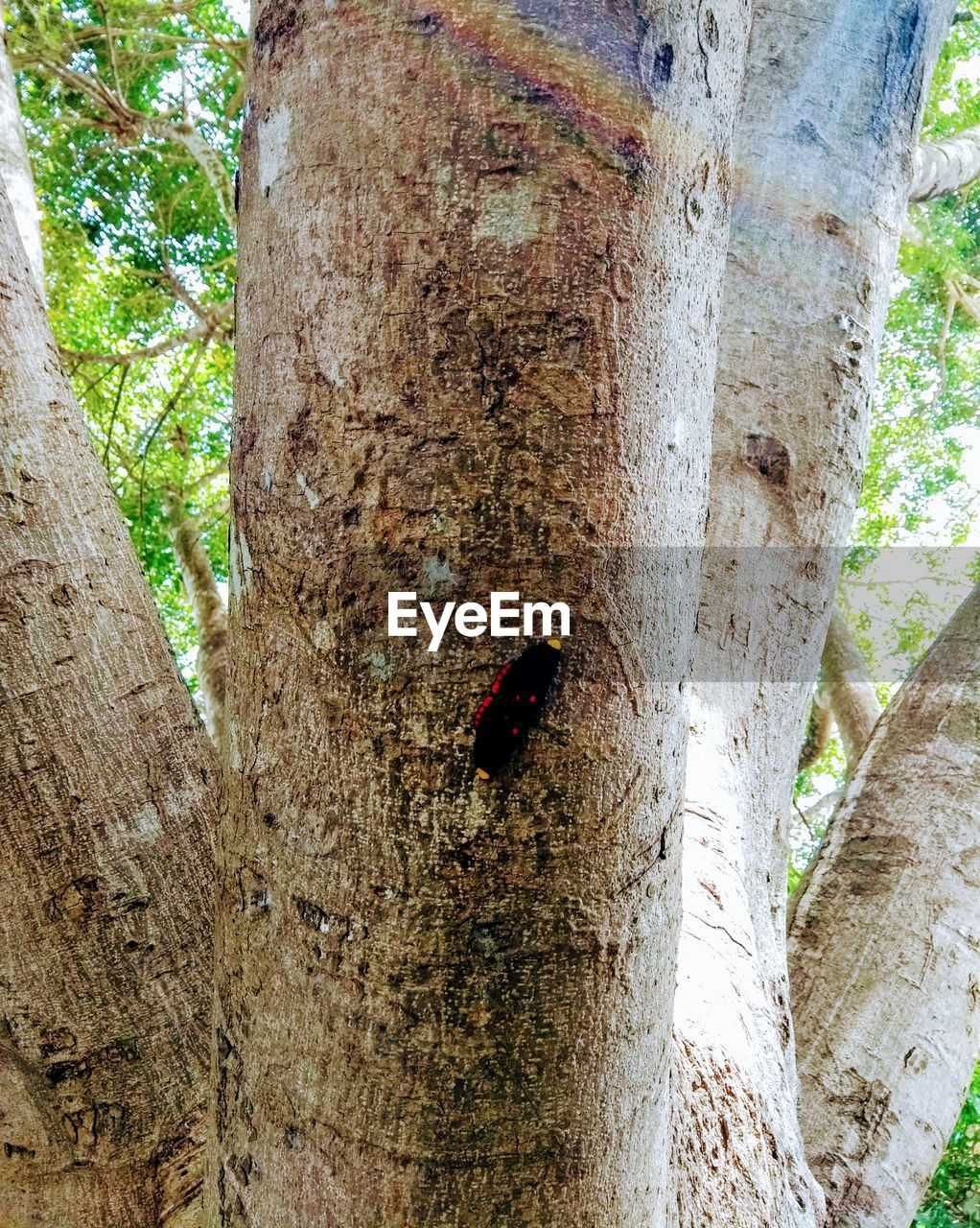 CLOSE-UP OF GRASSHOPPER ON TREE TRUNK