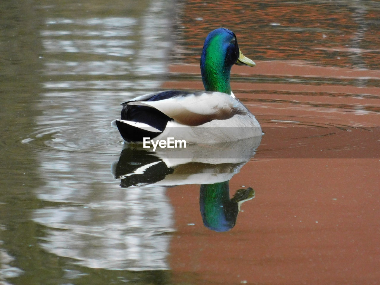 DUCK SWIMMING IN LAKE