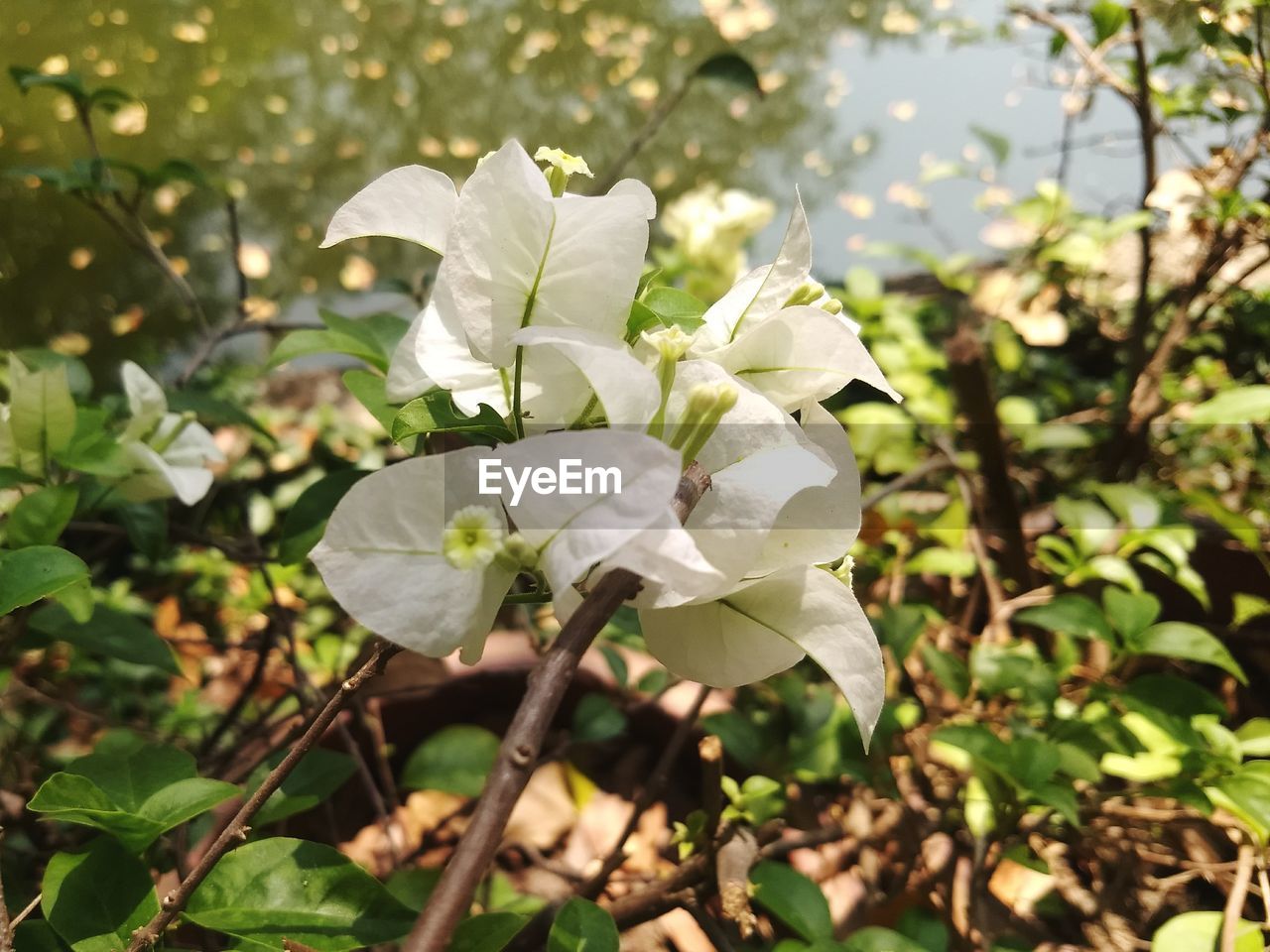 CLOSE-UP OF WHITE FLOWERING PLANT IN BLOOM