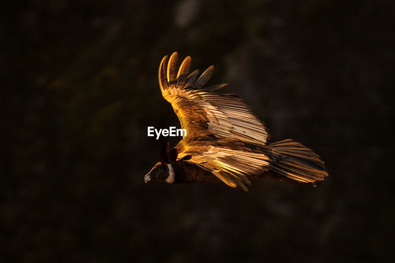 CLOSE-UP OF BIRD FLYING