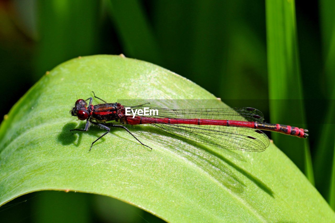 CLOSE-UP OF INSECT ON A PLANT